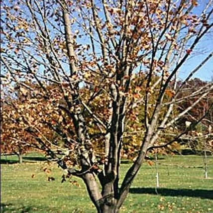 thumbnail for publication: Pruning Shade Trees in Landscapes: A Plan for Training Shade Trees